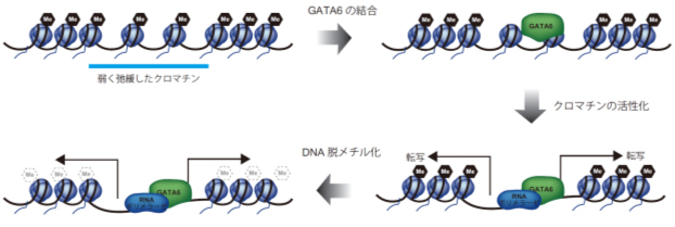 パイオニア因子によるクロマチン活性化モデルの図