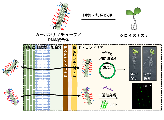 カーボンナノチューブによる植物オルガネラへの遺伝子輸送の図