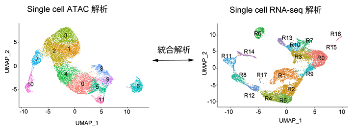 1細胞のクロマチン構造解析（左）とRNAシークエンス解析（右）の統合解析の図