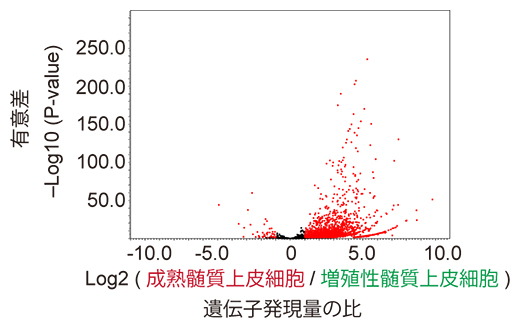 成熟髄質上皮細胞と増殖性髄質上皮細胞における組織特異的遺伝子発現の比較の図