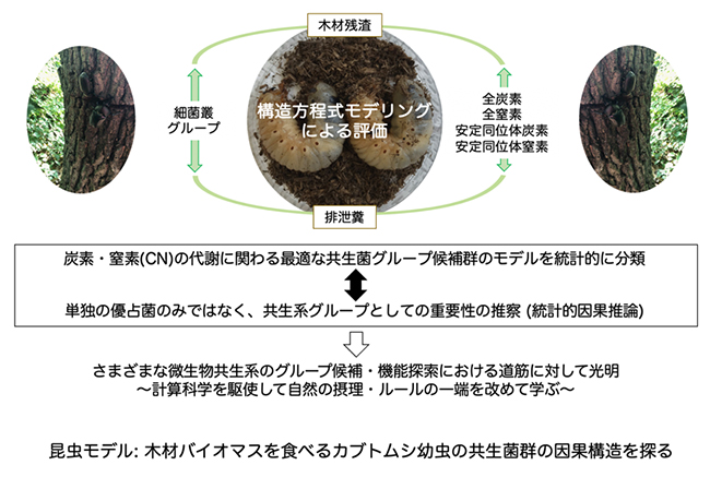 木材残渣を食べる昆虫モデルの炭素・窒素の代謝フローのプロファイリングの図