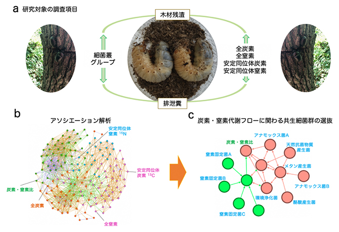 木材残渣を食べる昆虫モデル系の炭素・窒素の代謝フローのプロファイリングの図