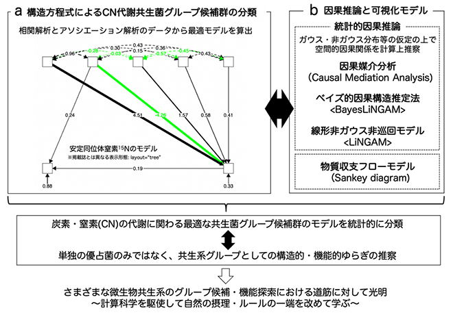 昆虫共生菌群の因果構造の推察スキームと将来への展望の図