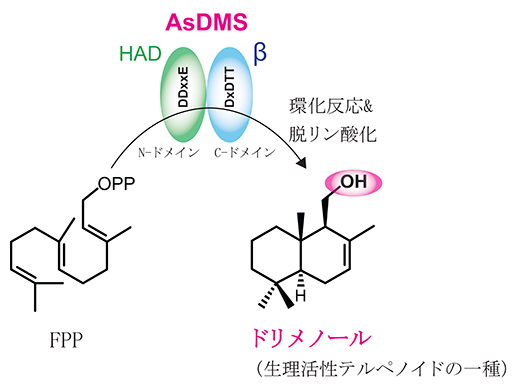 ドリメノールを高効率で生産する海洋細菌由来の新しい酵素（AsDMS）の図