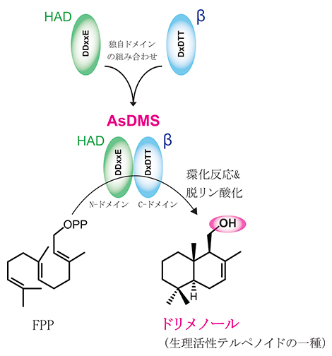 海洋細菌由来の新しいドリメノール合成酵素のドメイン構成の図