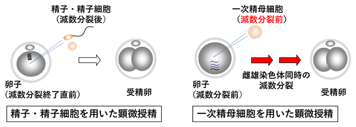 精細胞の違いによる顕微授精後の細胞分裂の違いの図