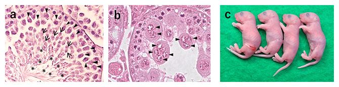 無精子症マウスからの産子作出の図