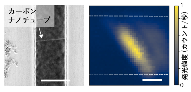 反応後の架橋カーボンナノチューブの走査電子顕微鏡像と発光イメージの図
