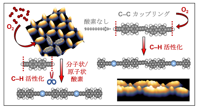 末端アルキニル基（-C≡CH）のC-CカップリングとC-H活性化の反応経路の選択の図