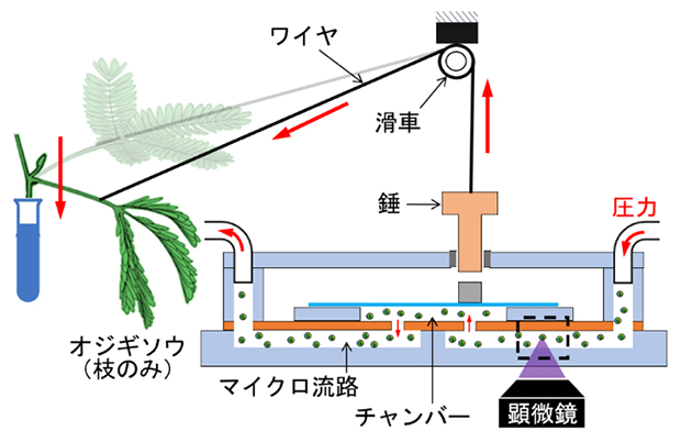 本研究で開発したオジギソウ駆動型バルブの断面図の画像