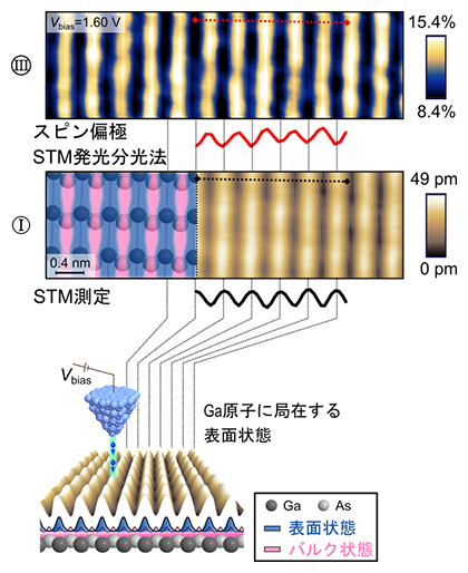 単原子精度で測定された発光の円偏極、STM像、模式図の画像