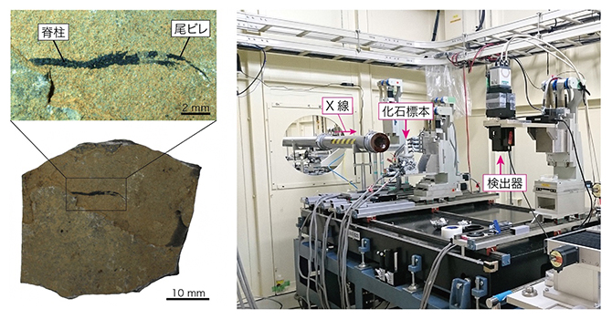 研究に用いた化石標本とシンクロトロン放射光X線マイクロCT（SRXμCT）装置の図