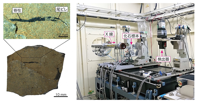 研究に用いた化石標本とシンクロトロン放射光X線マイクロCT(SRXμCT)装置の図