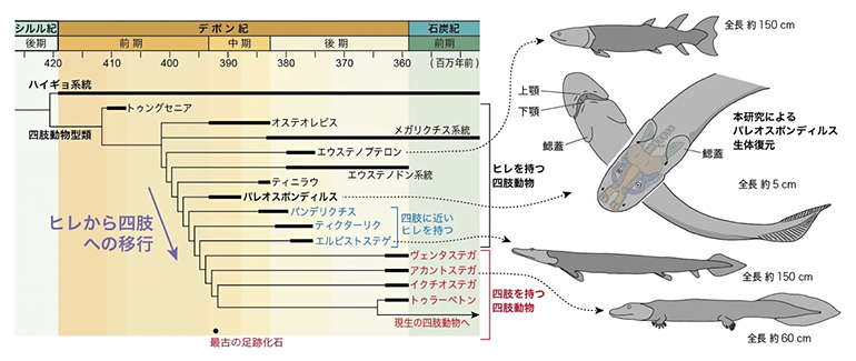 パレオスポンディルスの系統的位置の図