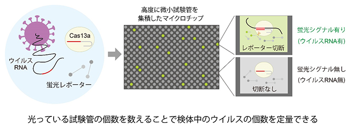 独自の新型コロナウイルスの世界最速検出技術（SATORI法）の図