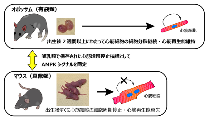 哺乳類の種間比較による心筋再生の分子機構の同定の図