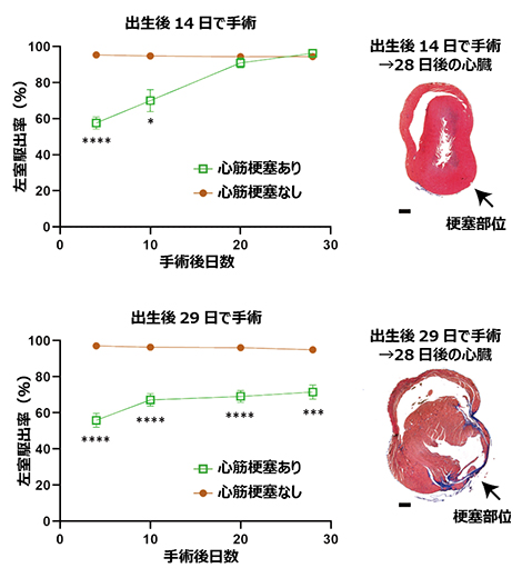 オポッサム新生仔の心筋再生能力の図