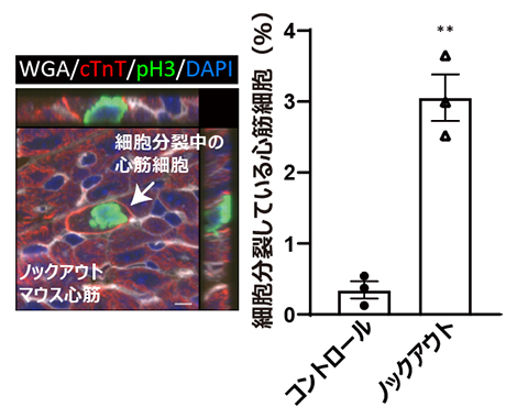 心筋特異的AMPKノックアウトマウス新生仔の心筋細胞の細胞分裂の図