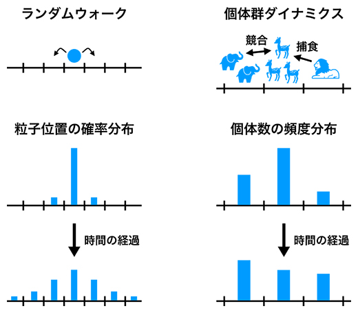 確率的ダイナミクスと個体群ダイナミクスの類似性の図