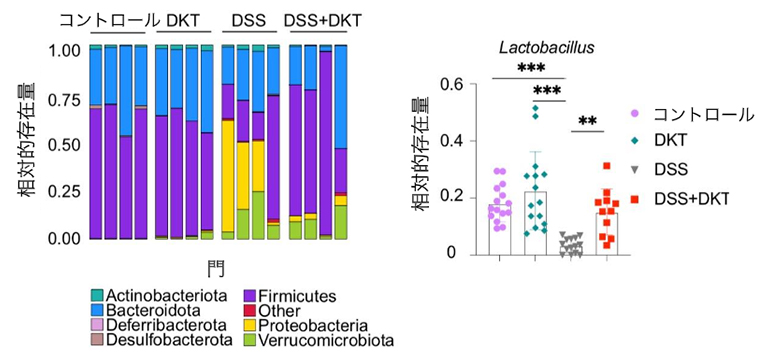 大建中湯投与による細菌叢多様性の改善とLactobacillus属増加の図