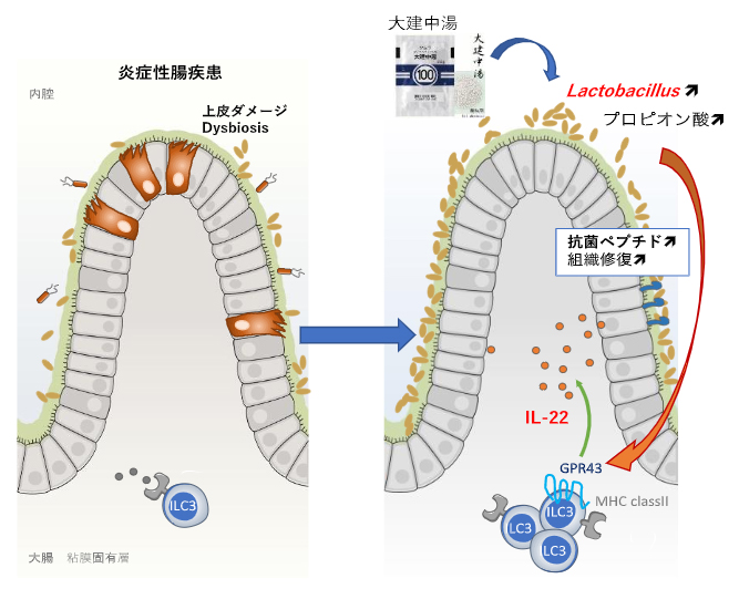 漢方「大建中湯」による大腸内の腸管防御の図