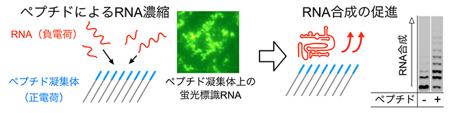 ペプチド凝集体によるRNA濃縮とRNA合成の促進の図