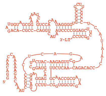 RNAポリメラーゼリボザイムの構造の図