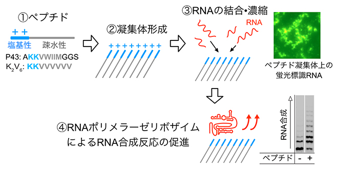 ペプチド凝集体によるRNA濃縮とRNA合成反応の促進の図