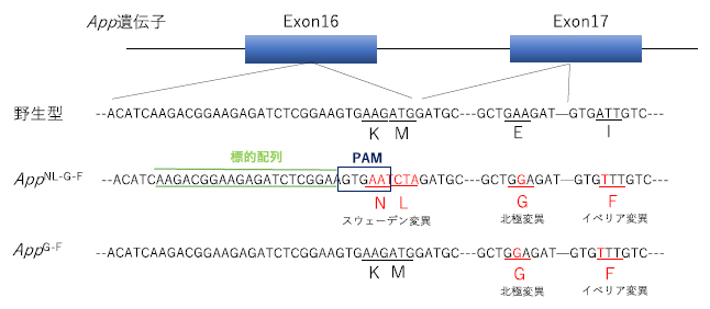 CRISPR/Cas9を用いたAppG-Fマウスの作製方法の図
