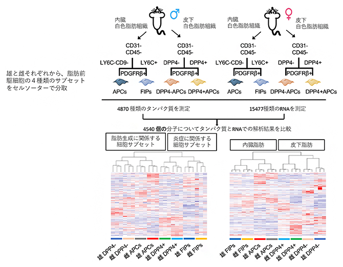 脂肪前駆細胞の多面的解析（細胞サブセット、性別、局在部位で分類）の図