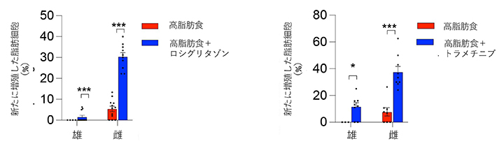 薬剤投与による皮下脂肪細胞の増殖亢進の図