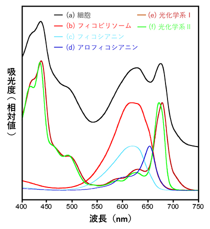 T. vulcanus試料の吸収スペクトルの図