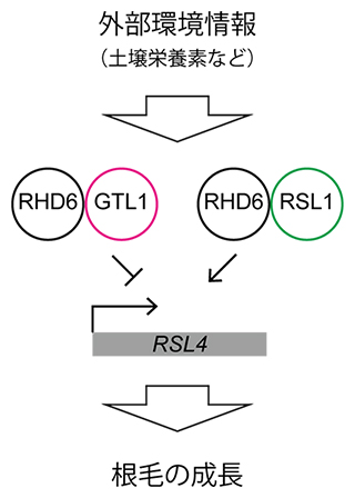 本研究から示唆される外部環境依存的な根毛の成長を制御する機構の図
