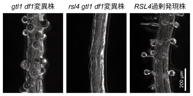 RSL4遺伝子の過剰発現によって引き起こされる根毛形成異常の図