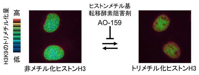 ヒストンメチル化蛍光プローブHismet-HP1 CDを発現させた細胞の核の図