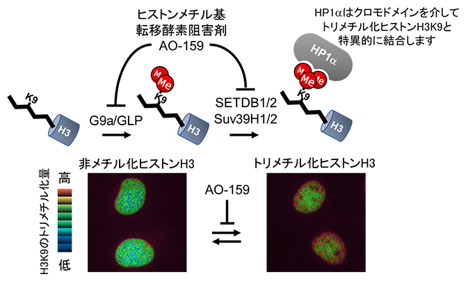 ヒストンメチル化反応とHismet-HP1αCDを発現させたCOS7細胞の核の図