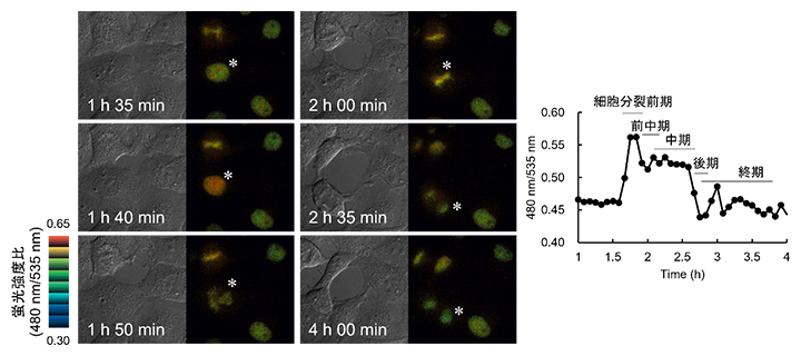 Hismet-HP1αCD発現細胞が細胞分裂する際の微分干渉像と蛍光強度比の図