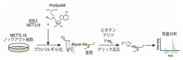 METTL18基質探索の方法の図