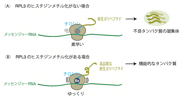 RPL3のヒスチジンメチル化が新生ペプチドの合成と品質に与える影響の図