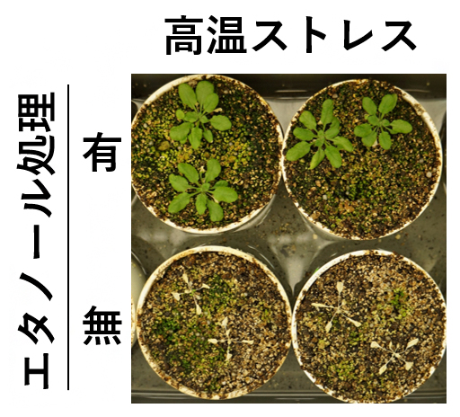 シロイヌナズナにおけるエタノール投与による高温ストレス耐性の強化の図