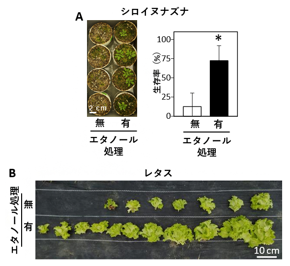 エタノールによる高温ストレス耐性強化の図