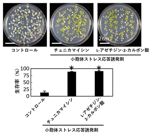 小胞体ストレス応答誘発剤による高温ストレス耐性強化の図