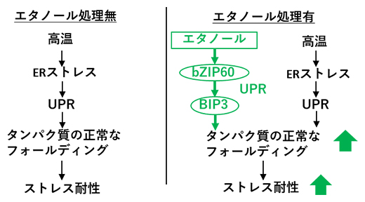 エタノール投与によるの高温ストレス耐性強化のメカニズムの図