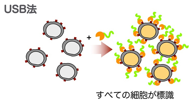 本研究で開発したサンプル多重化のための新しい細胞標識手法（USB法）の模式図の画像