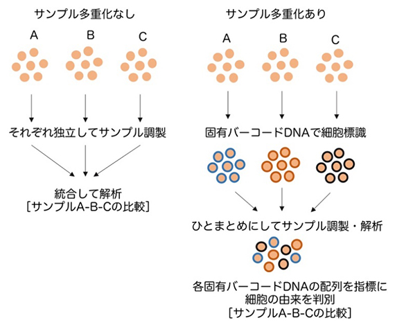 1細胞遺伝子発現解析におけるサンプル多重化の図