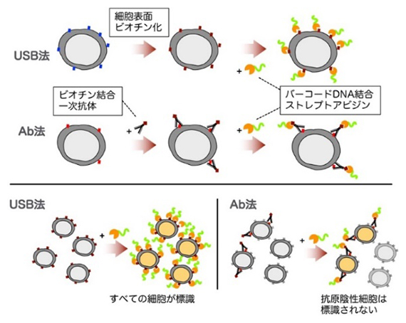 既存のAb法と新規開発USB法によるサンプル標識の模式図の画像