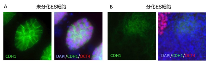マウスES細胞におけるCDH1タンパク質の発現の図