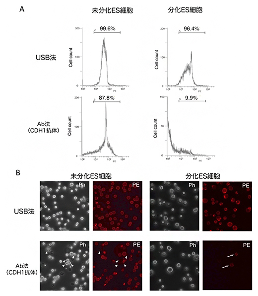 CDH1抗体を用いたAb法とUSB法の標識効率の比較の図