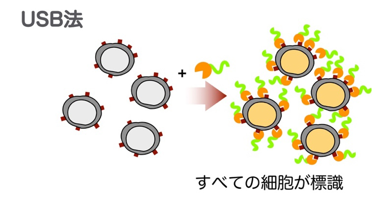 1細胞遺伝子発現解析用サンプル多重化のための新技術 | 理化学研究所