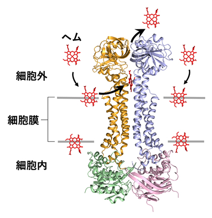 病原菌の細胞膜に侵入したヘムを捉えて排出するABCトランスポーターHrtBAタンパク質の構造の図